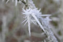 Eiskristalle 005  MINOLTA DIGITAL CAMERA